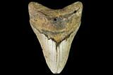 Fossil Megalodon Tooth - North Carolina #108974-1